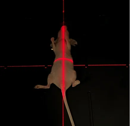 小动物活体成像