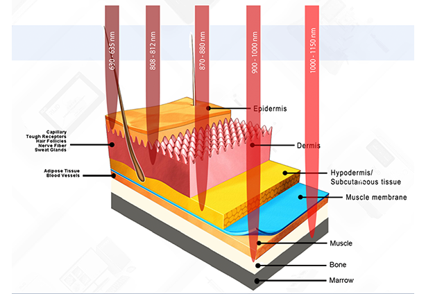 动物激光理疗仪